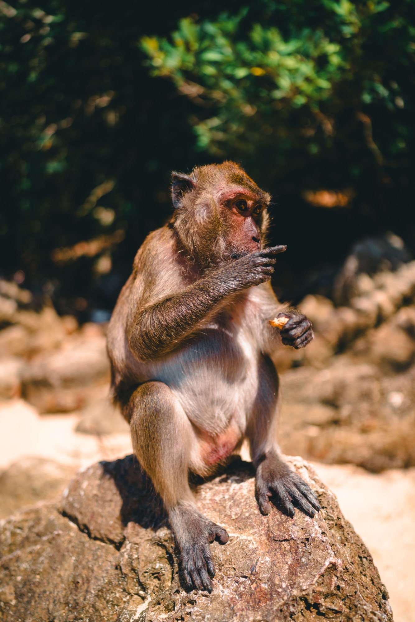 Monkey Beach